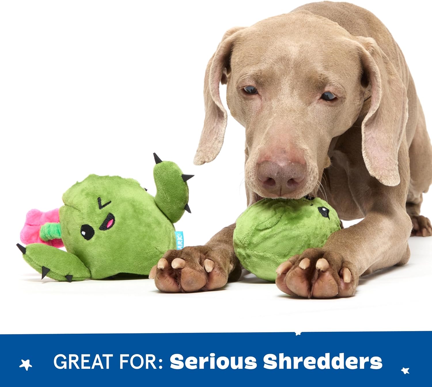 Barkbox Consuela The Cactus 2-in-1 Interactive Plush Dog Toy - Squeaky Dog Chew Toy with Crinkle Layers - for Large Dogs and Puppies - Image 6