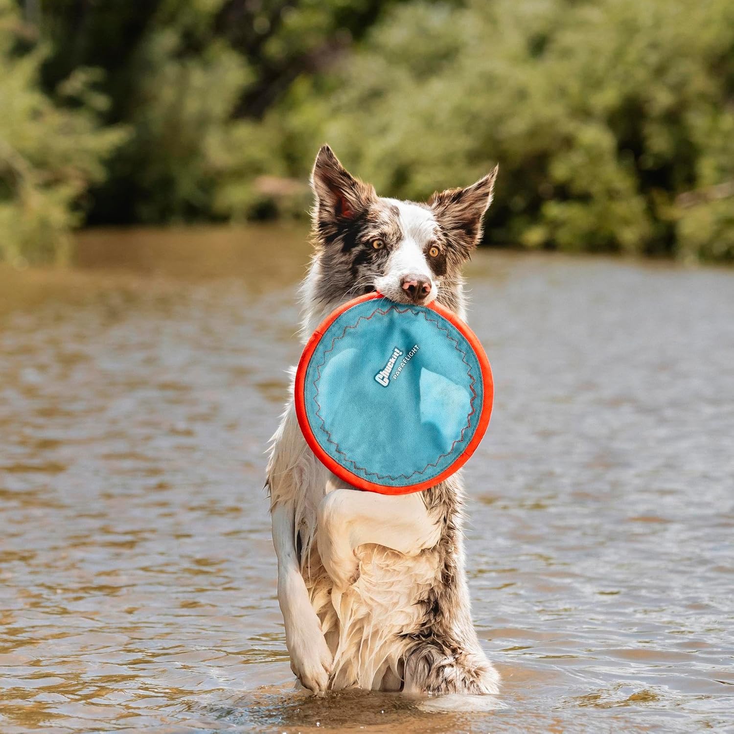 Chuckit! Paraflight Flying Disc Dog Toy - Water Floating Flyer - Durable Nylon Construction with Soft Rubber Edges - For Medium and Large Dogs - Size Large - 9.75" L x 9.75" W - Pack of 1 - Image 3