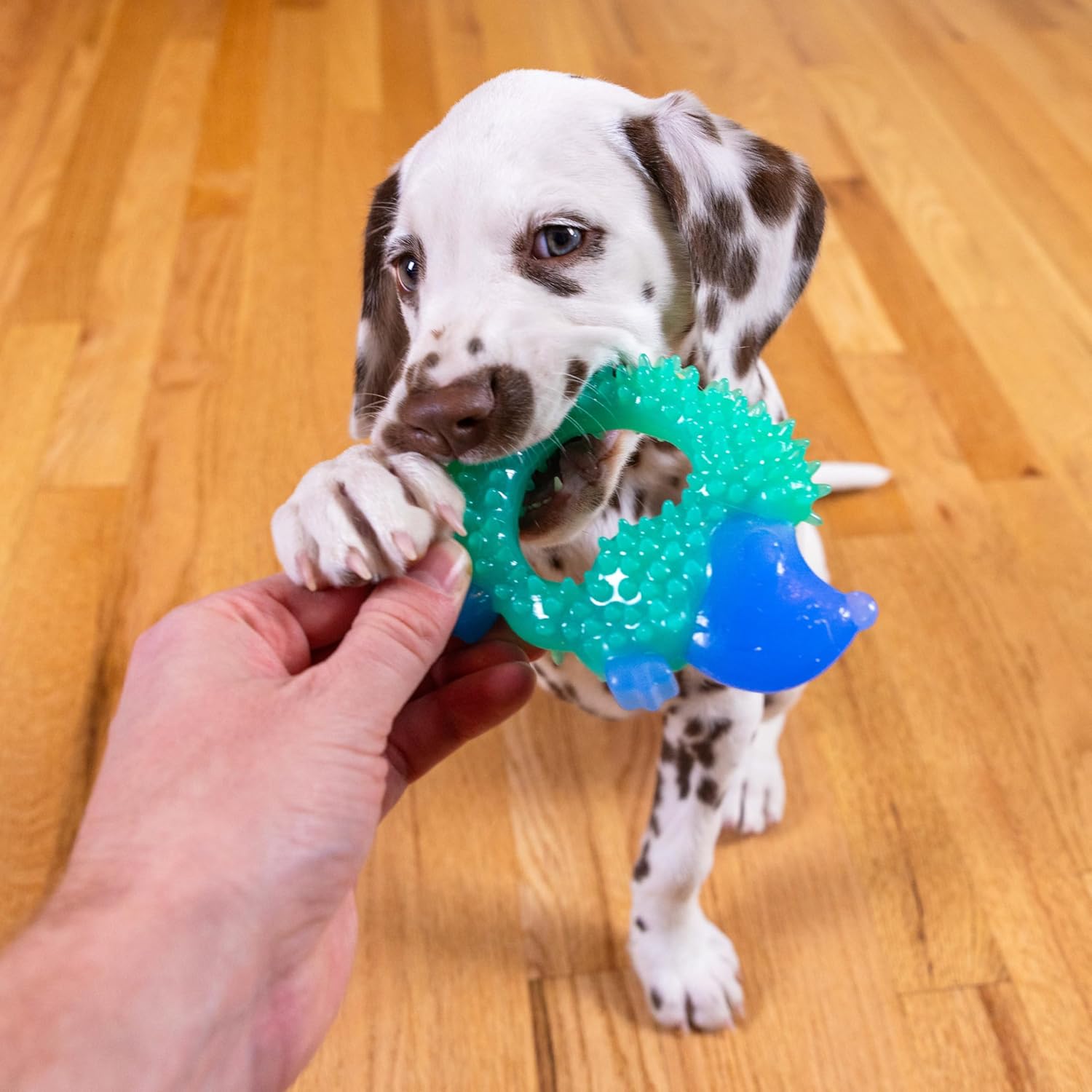 Outward Hound Cutie Chewies Hedgehog Dental Dog Chew Toy, Blue - Image 7